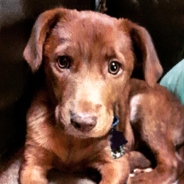 /Images/uploads/St Huberts Animal Welfare Center/sthuberts/entries/1852thumb.jpg